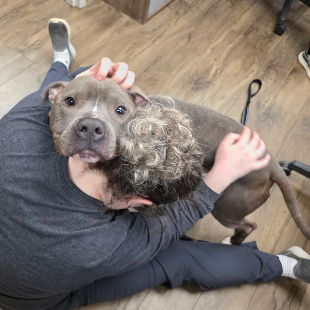 Enlarge Grimm, a Adoptable Staffordshire Bull Terrier in Columbus, OH image 2/6