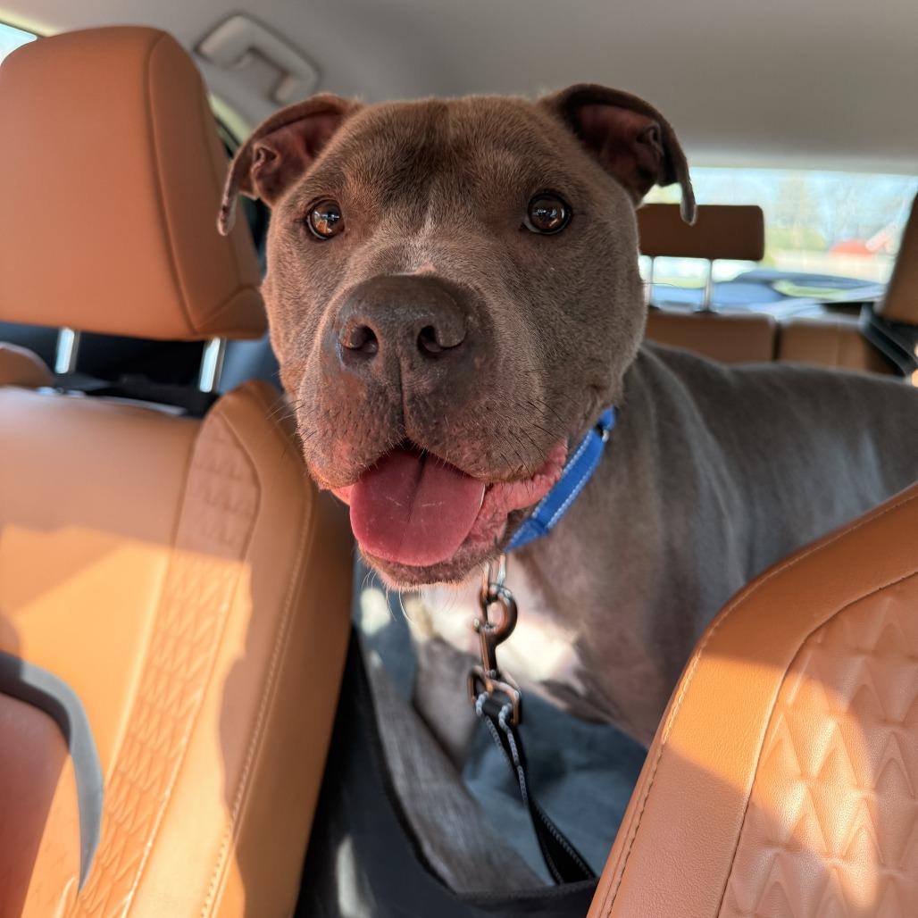 Enlarge Grimm, a Adoptable Staffordshire Bull Terrier in Columbus, OH image 4/6