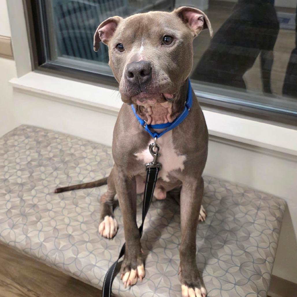 Enlarge Grimm, a Adoptable Staffordshire Bull Terrier in Columbus, OH image 3/6