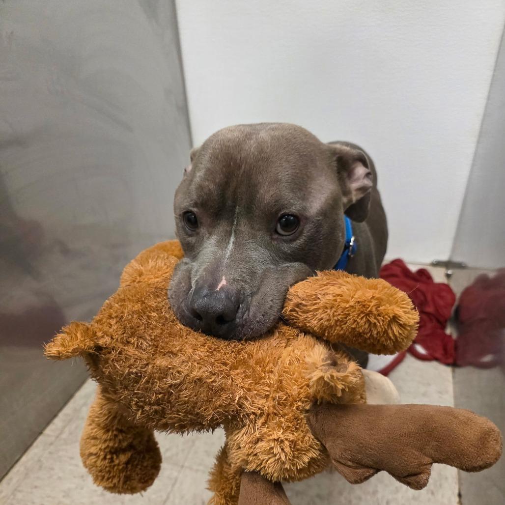 Enlarge Grimm, a Adoptable Staffordshire Bull Terrier in Columbus, OH image 5/6