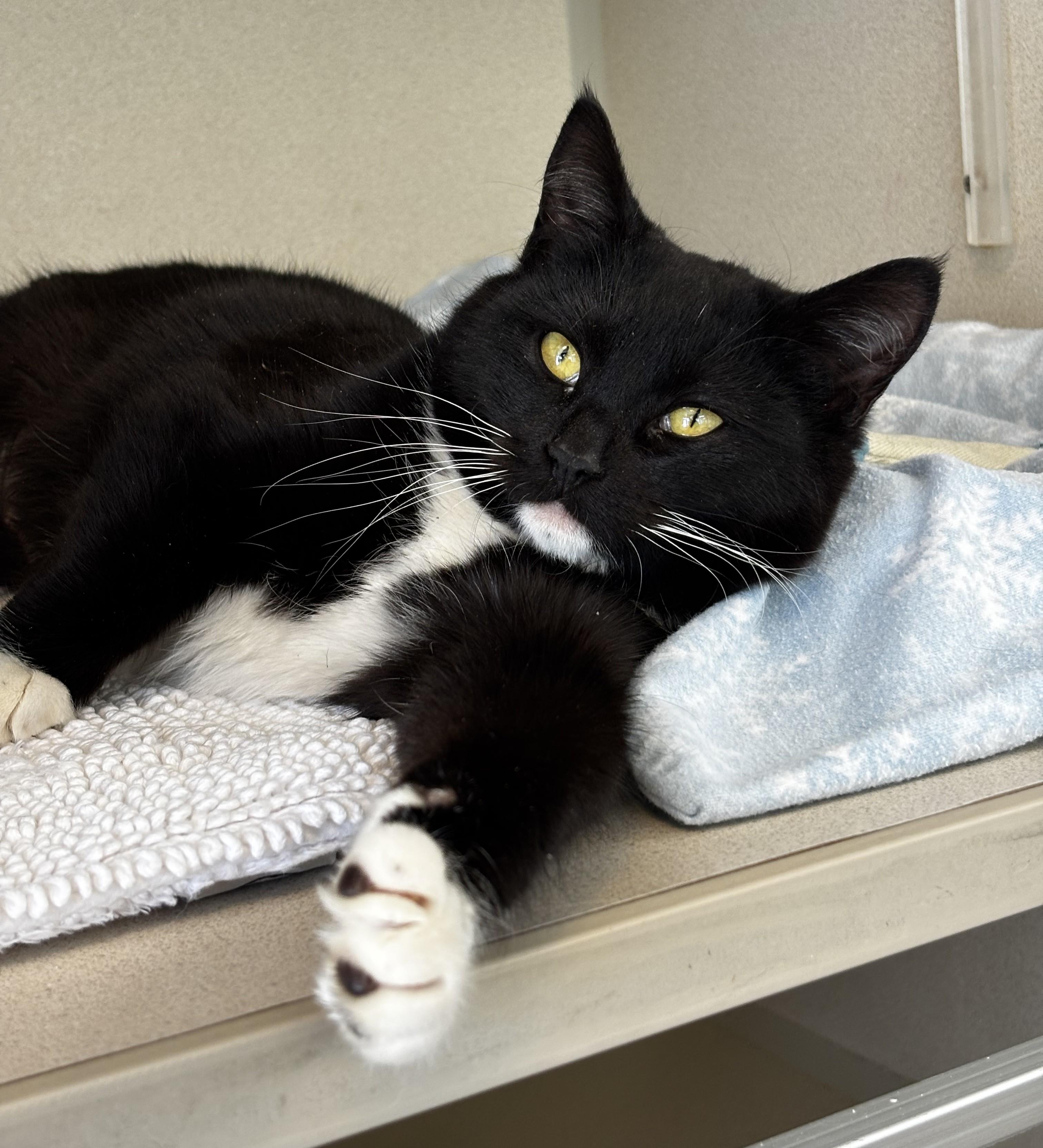 Enlarge Taika, a ADOPTABLE Domestic Short Hair in Eatontown, NJ image 2/3