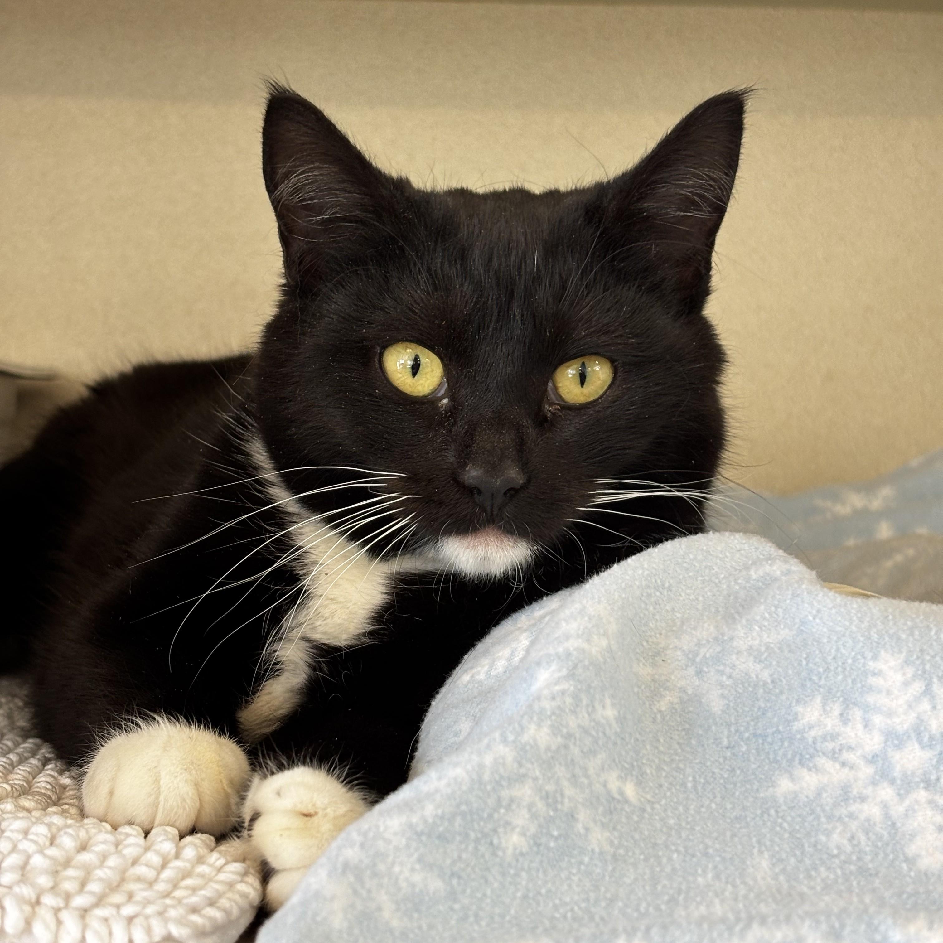 Taika, ADOPTABLE, Young Female Domestic Short Hair.