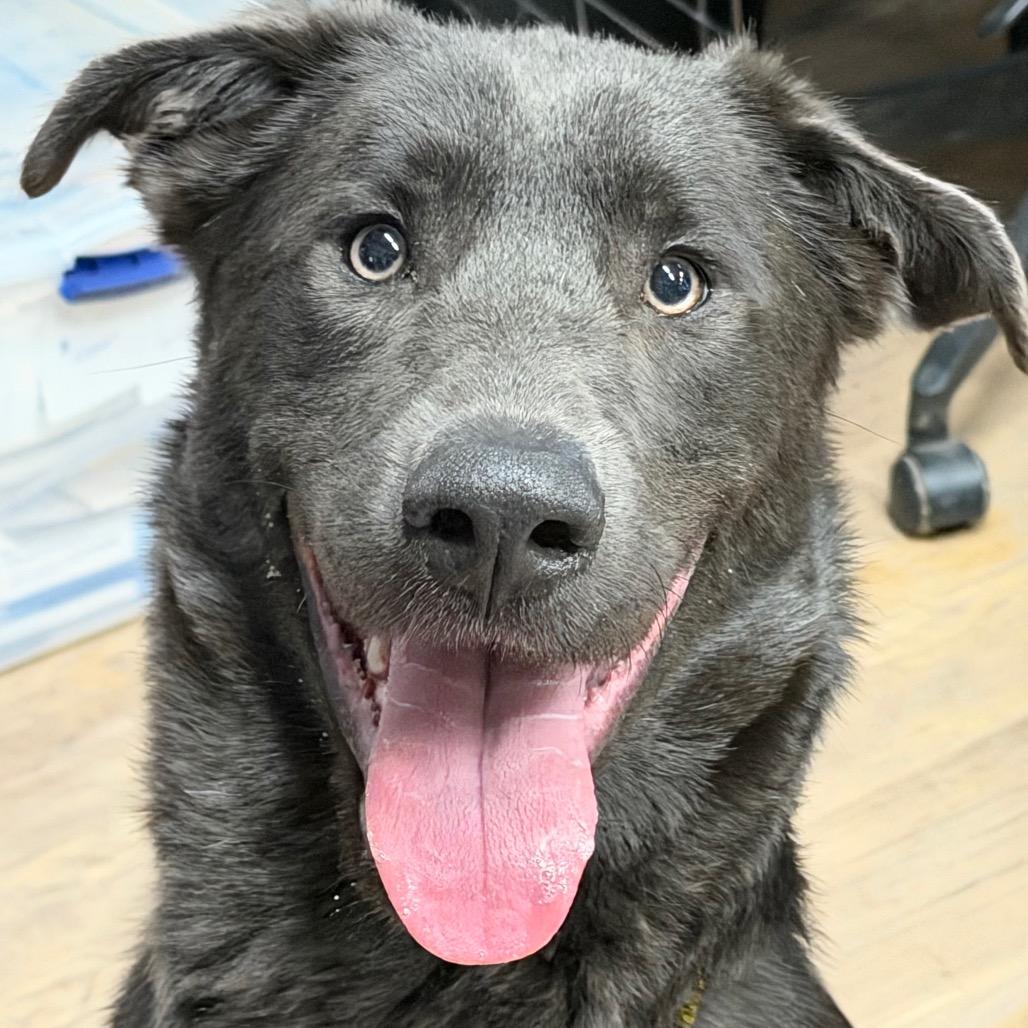 Enlarge Strider, a Adoptable Labrador Retriever in Durango, CO image 1/4