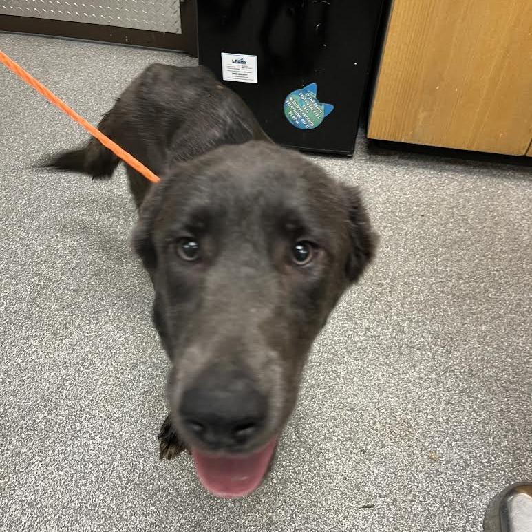 Enlarge Strider, a Adoptable Labrador Retriever in Durango, CO image 2/4