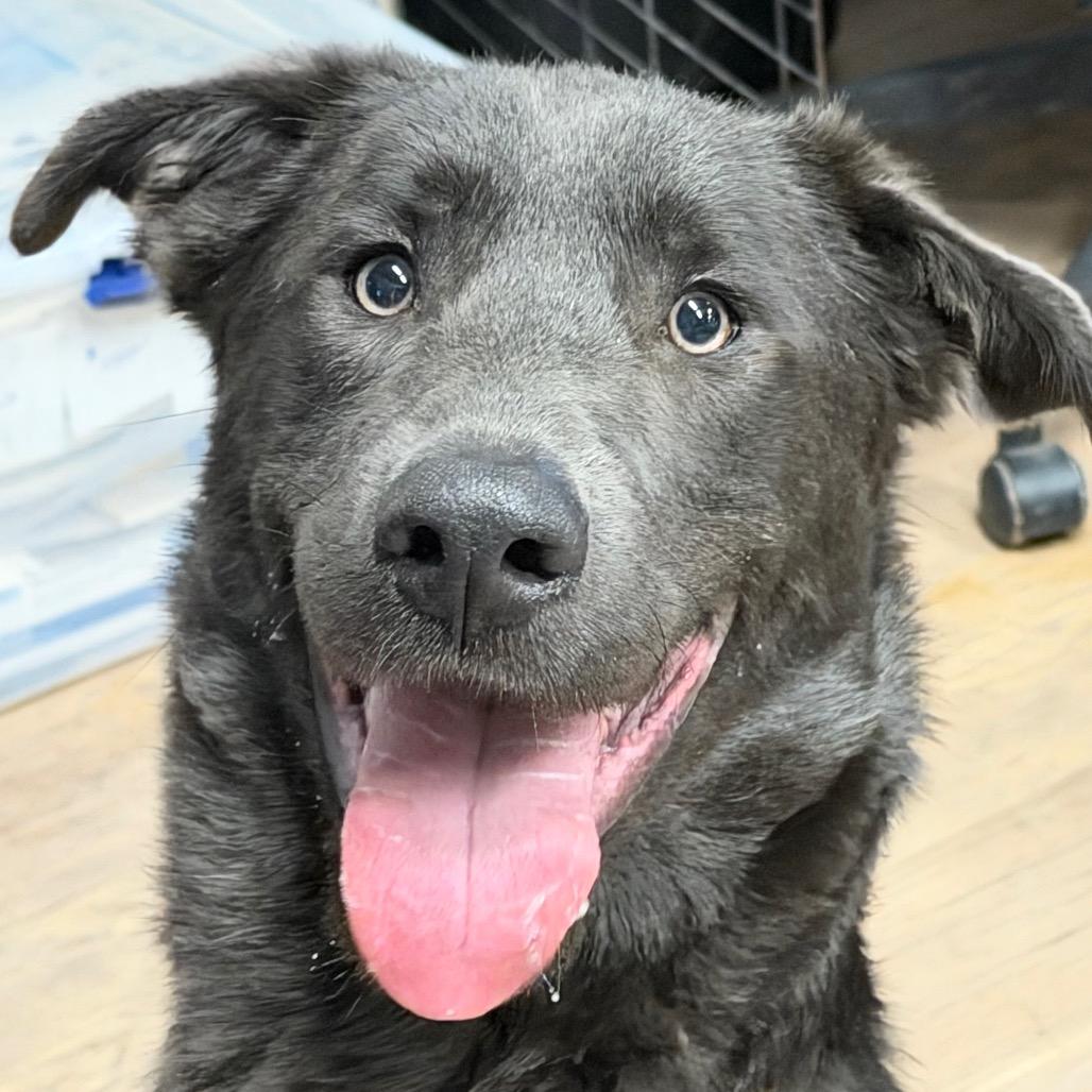 Enlarge Strider, a Adoptable Labrador Retriever in Durango, CO image 3/4