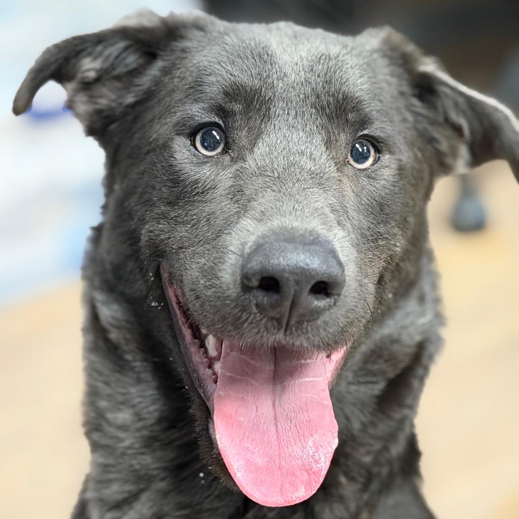 Enlarge Strider, a Adoptable Labrador Retriever in Durango, CO image 4/4