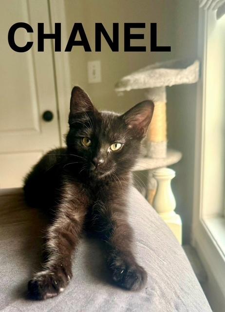 Enlarge Chanel, a Adoptable American Shorthair in Mount Pleasant, SC image 1/1