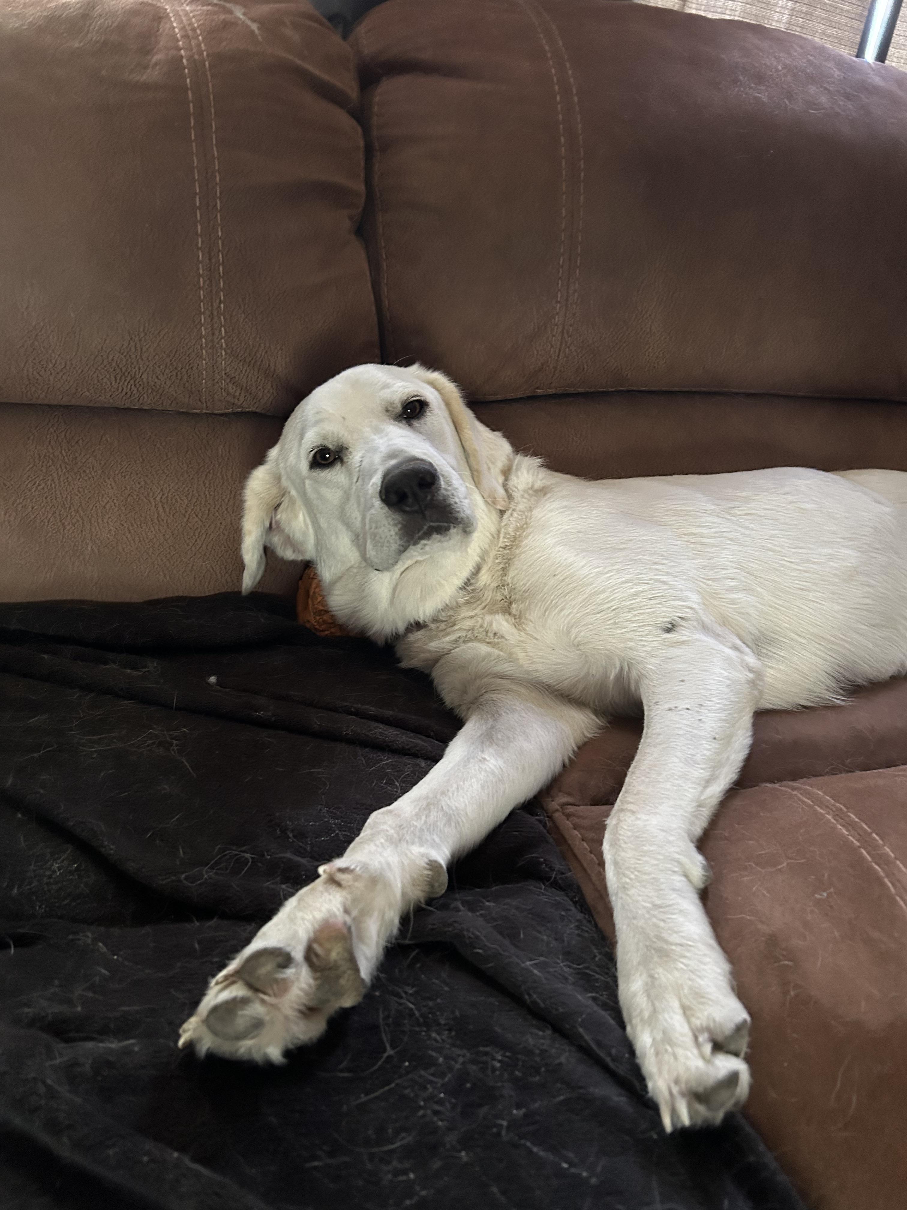 Cotton, a Adoptable mixed breed in Dallas, TX image 5/6