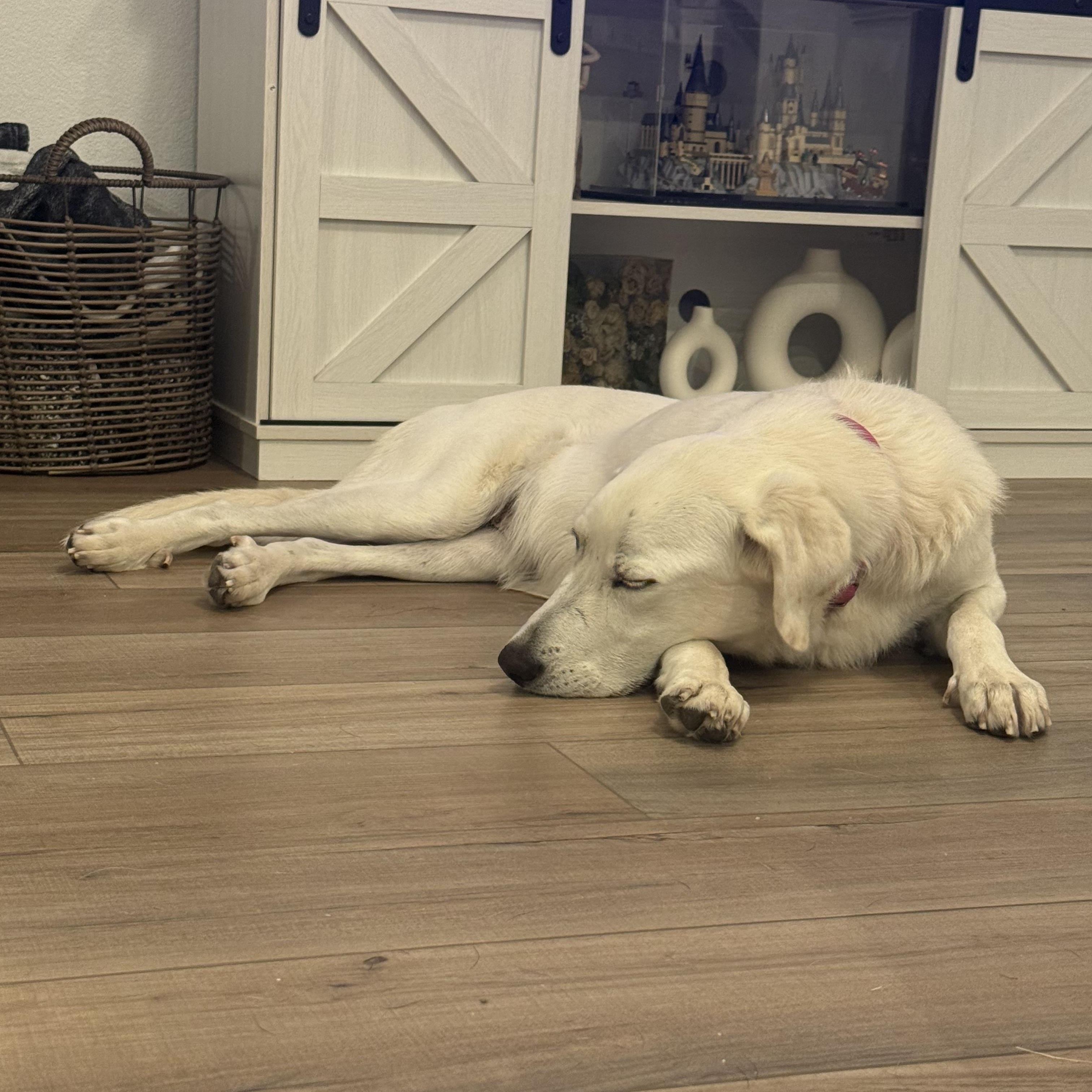 Cotton, a Adoptable mixed breed in Dallas, TX image 3/6