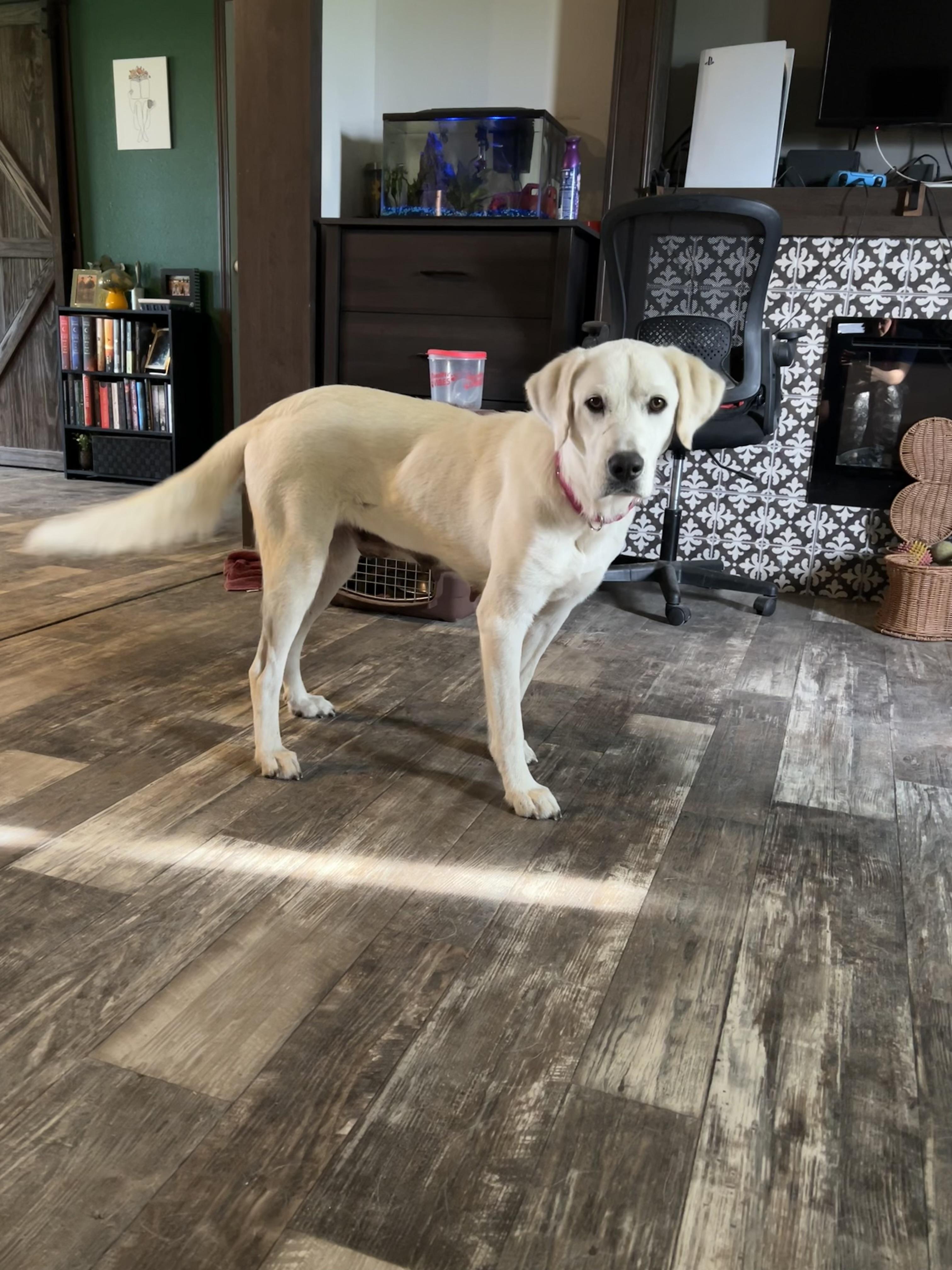 Cotton, a Adoptable mixed breed in Dallas, TX image 2/6