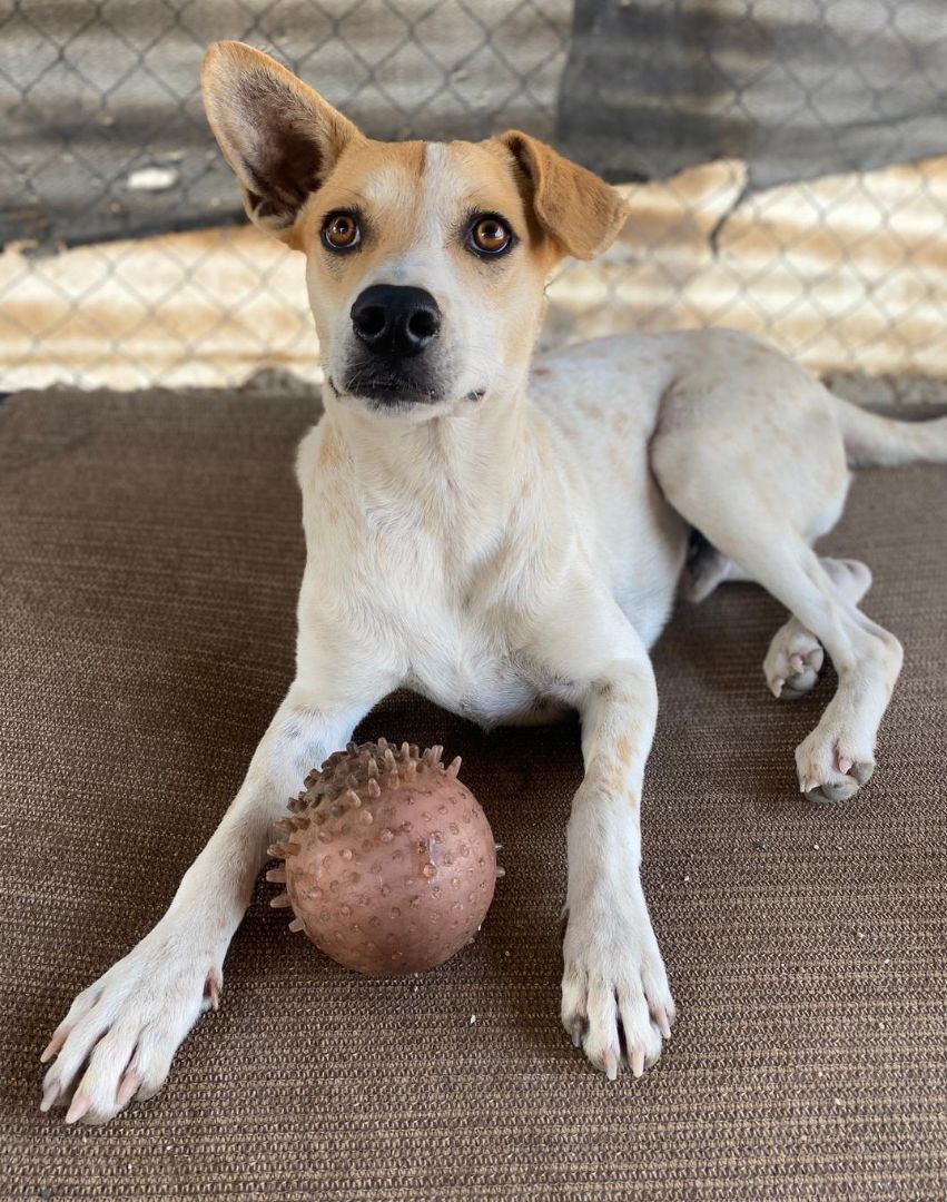 Enlarge Shannon, a Adoptable mixed breed in Los Angeles, CA image 6/6
