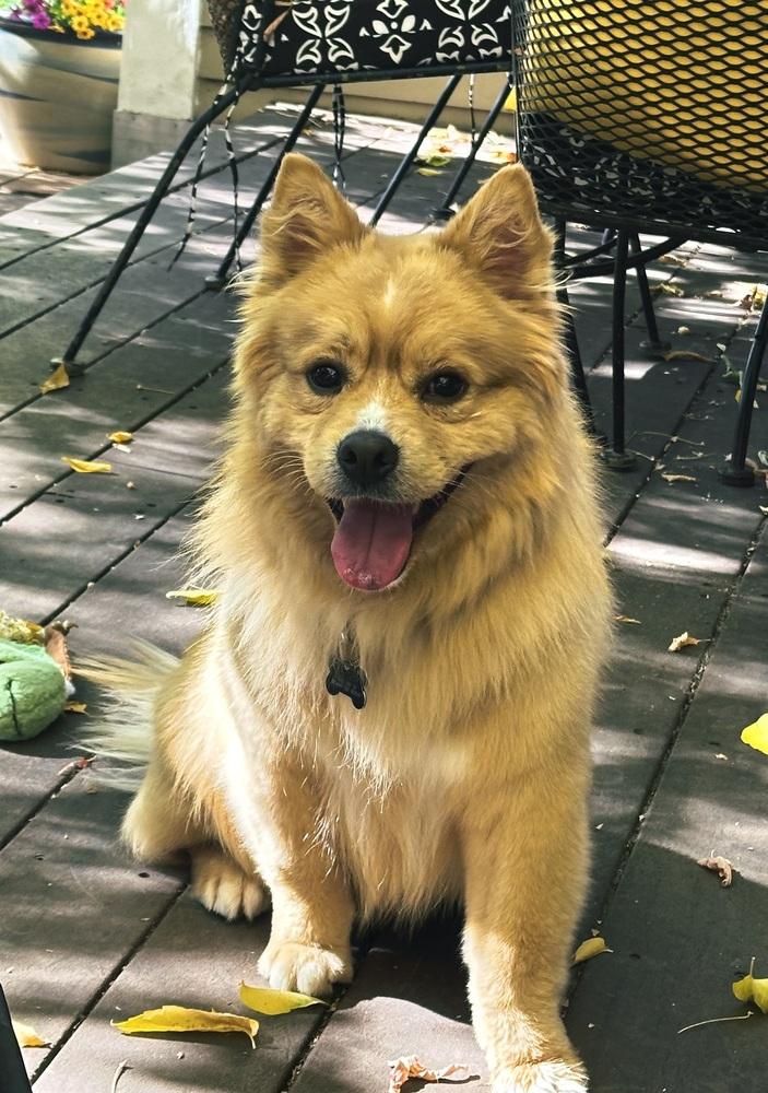 Enlarge Aslan, a Adoptable mixed breed in Lafayette, CO image 2/6