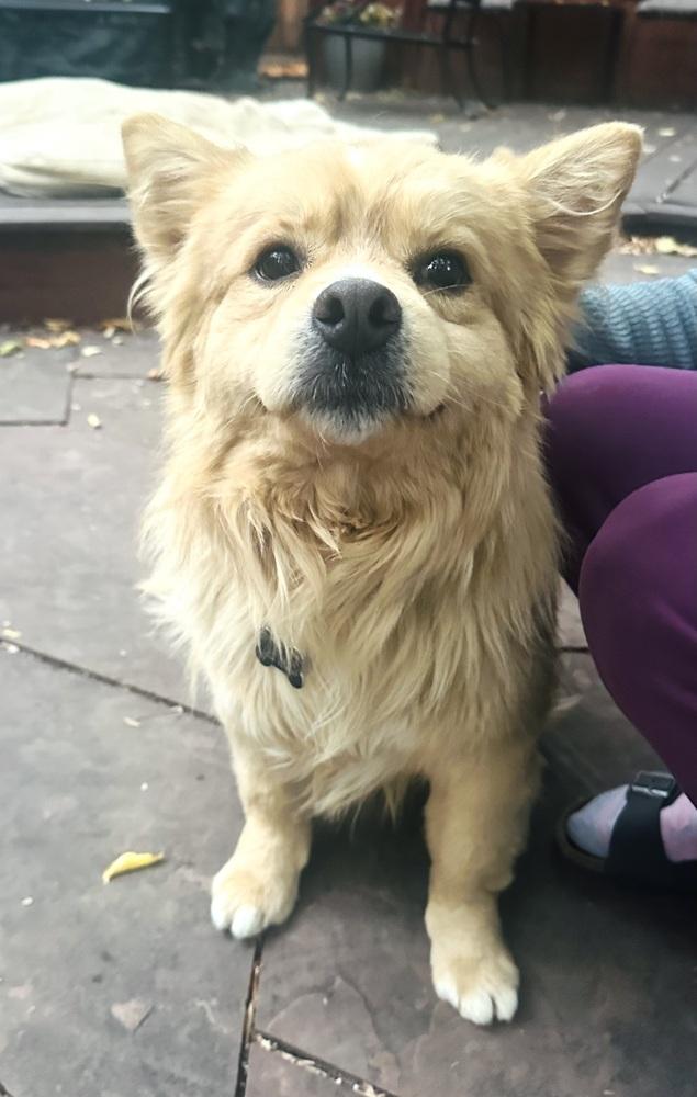 Enlarge Aslan, a Adoptable mixed breed in Lafayette, CO image 4/6