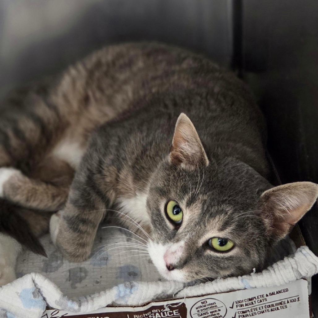 Norman, Adoptable, Adult Male Domestic Short Hair.