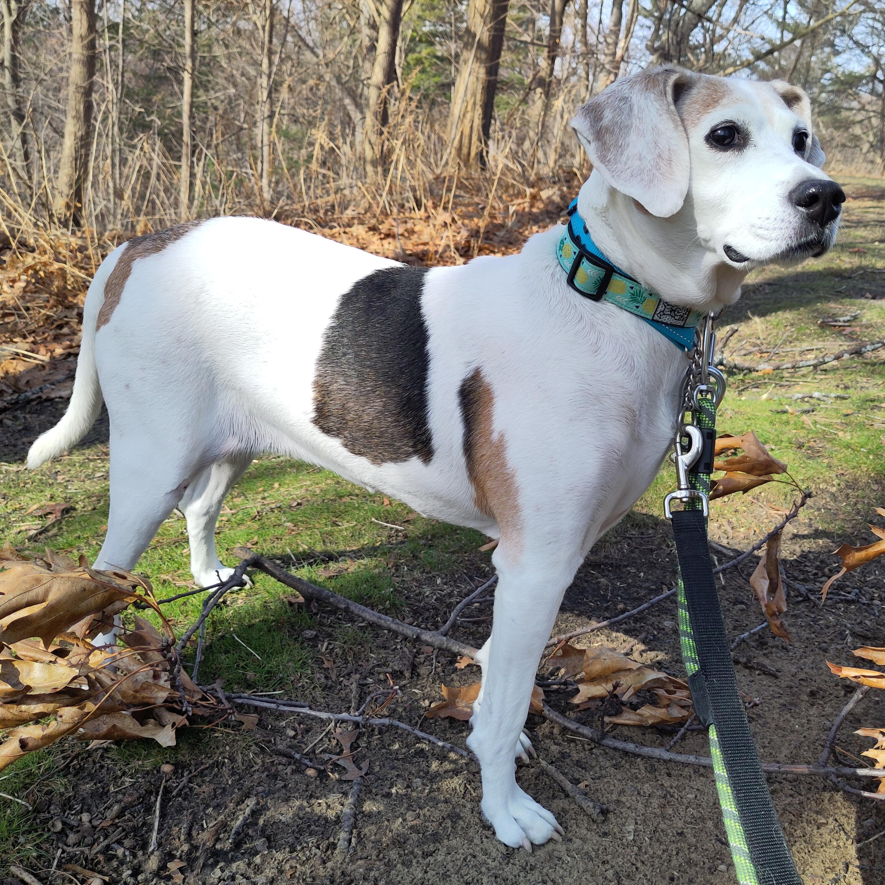 Enlarge Hera $99 ADOPTION FEE, a ADOPTABLE mixed breed in Scarborough, ON image 1/6