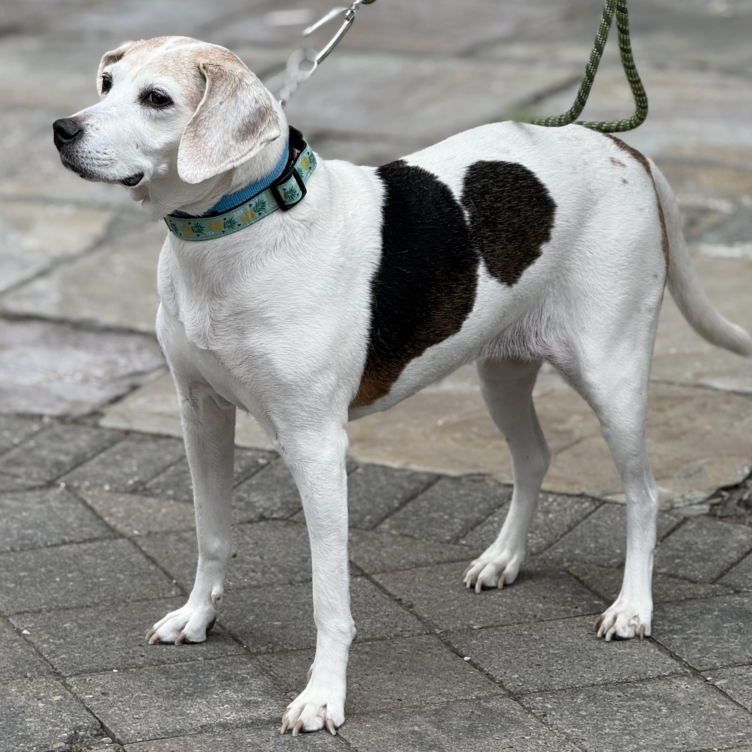 Enlarge Hera $99 ADOPTION FEE, a ADOPTABLE mixed breed in Scarborough, ON image 4/6