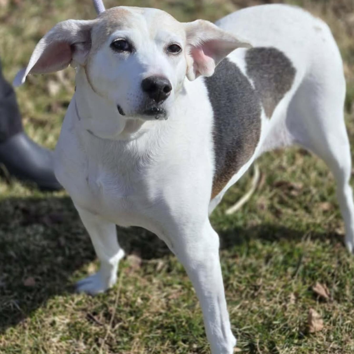Enlarge Hera $99 ADOPTION FEE, a ADOPTABLE mixed breed in Scarborough, ON image 2/6