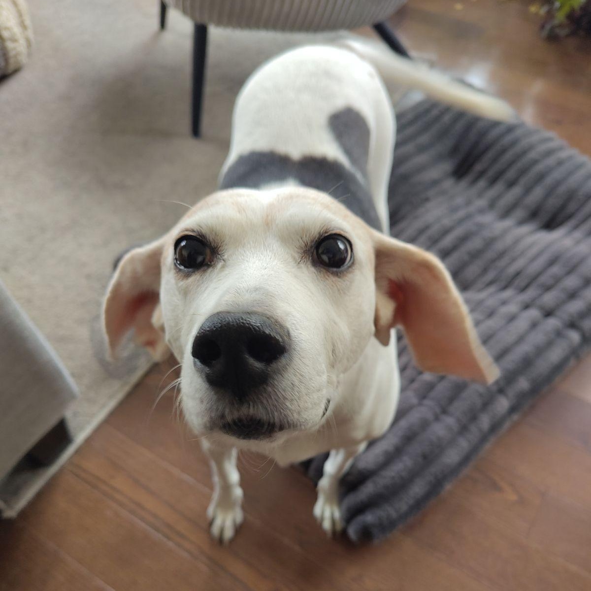 Enlarge Hera $99 ADOPTION FEE, a ADOPTABLE mixed breed in Scarborough, ON image 3/6