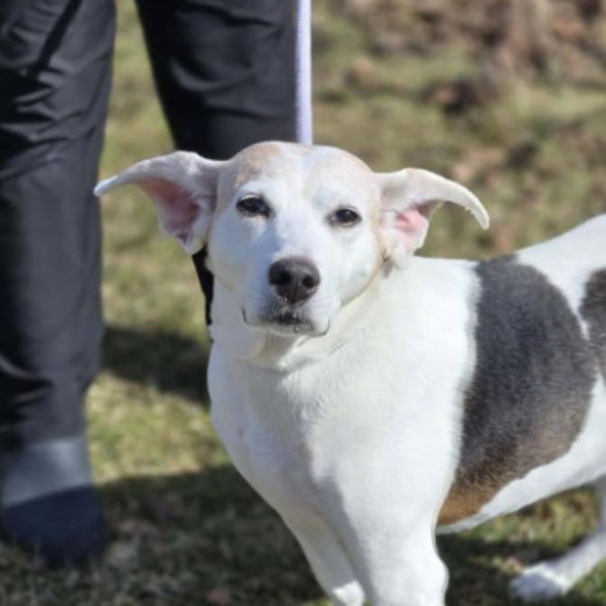 Enlarge Hera $99 ADOPTION FEE, a ADOPTABLE mixed breed in Scarborough, ON image 5/6