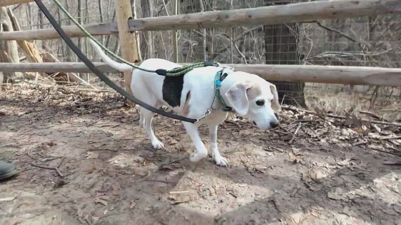 Enlarge Hera $99 ADOPTION FEE, a ADOPTABLE mixed breed in Scarborough, ON video 6/6