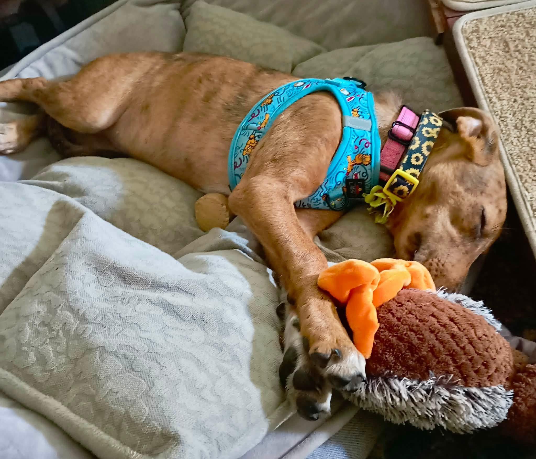 Judy, a ADOPTABLE mixed breed in Union Grove, WI image 3/3