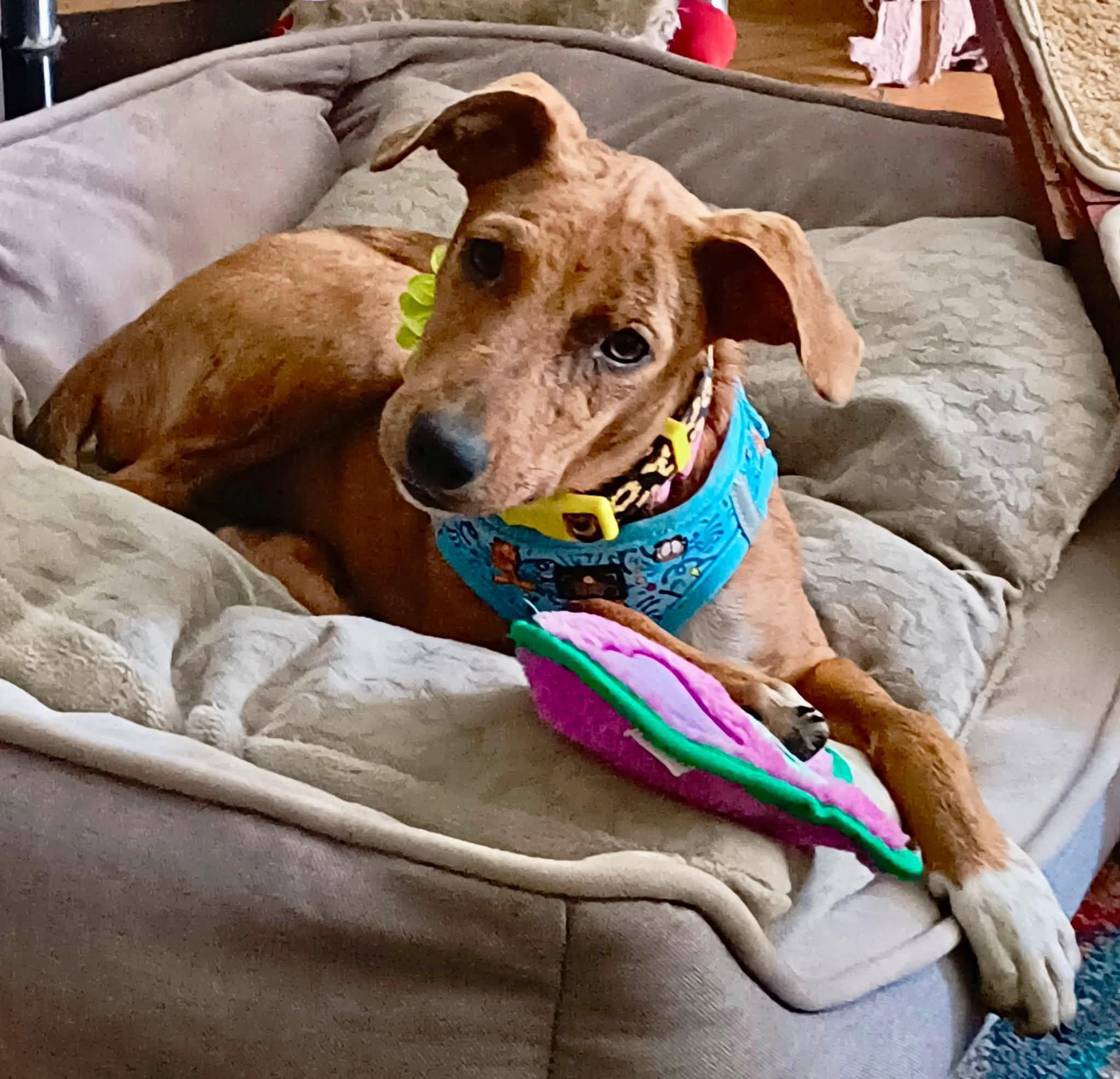 Judy, ADOPTABLE, Puppy Female Chihuahua & Dachshund.