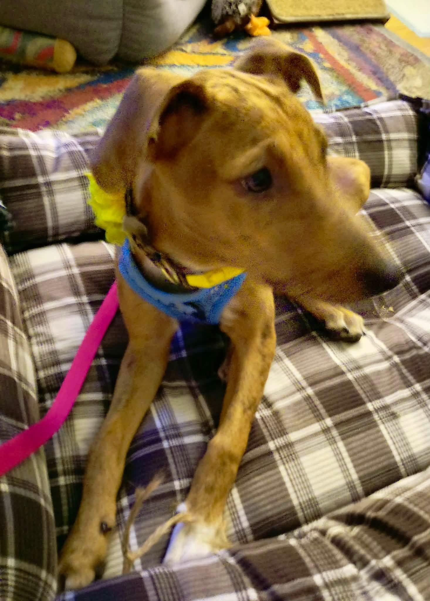 Judy, a ADOPTABLE mixed breed in Union Grove, WI image 2/3