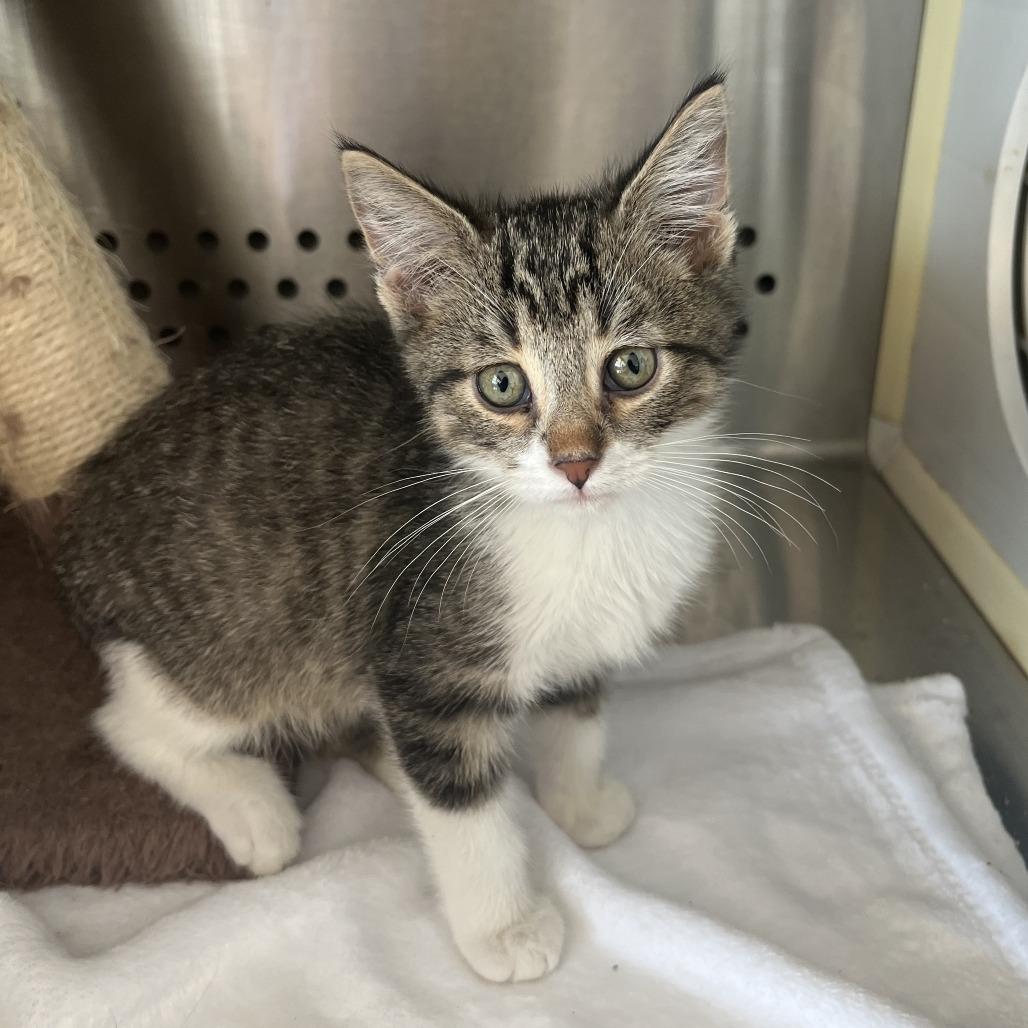 Ruff Nutt, Adoptable, Young Male American Shorthair.