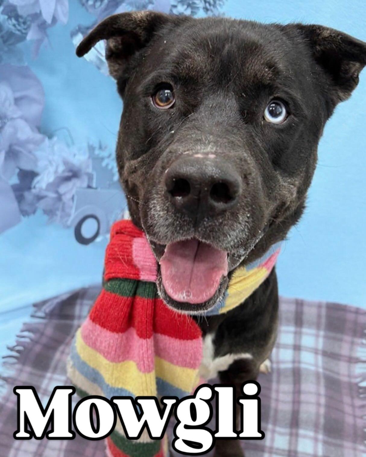Mowgli tag #2027, ADOPTABLE, Young Male Labrador Retriever & Husky.