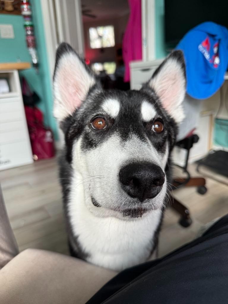 Sadie, Adopted, Adult Female Husky & Mixed Breed.