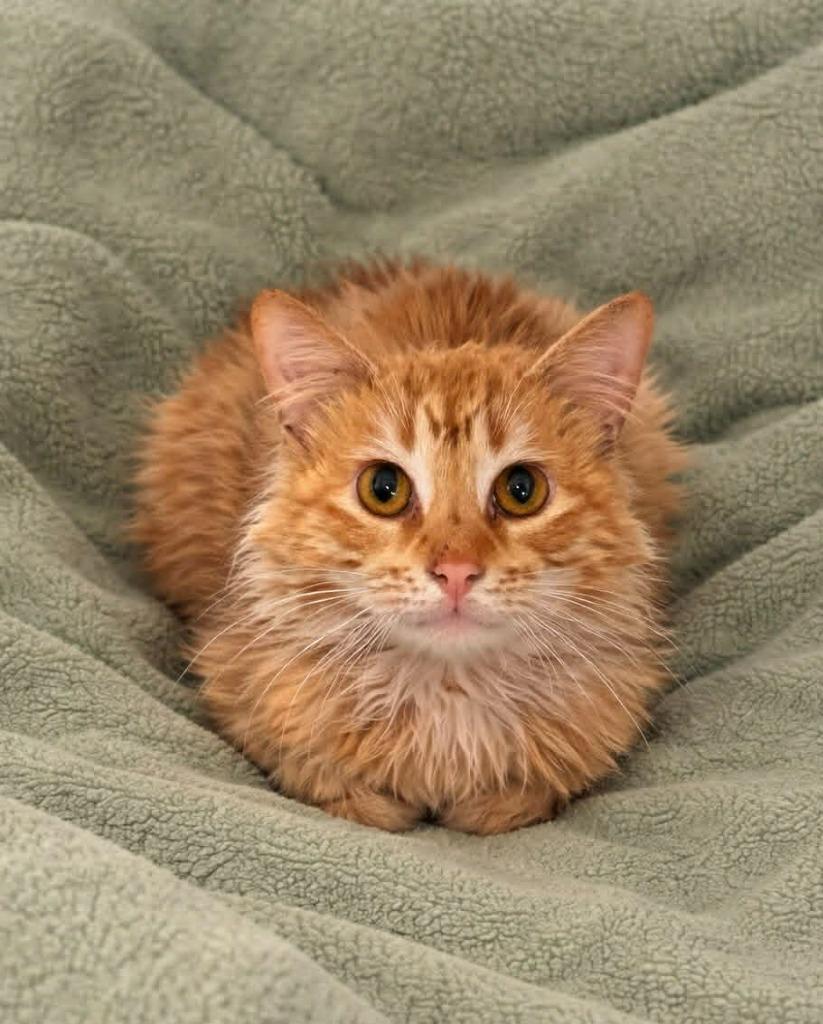 Enlarge Cecil, a Adoptable mixed breed in Columbia, TN image 1/2