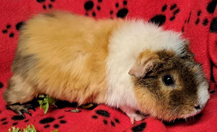 Enlarge Strawberry, an adopted Rex in Steger, IL image 2/2