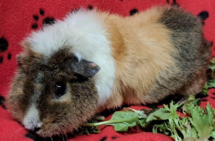 Strawberry, adopted, Adult Female Rex.