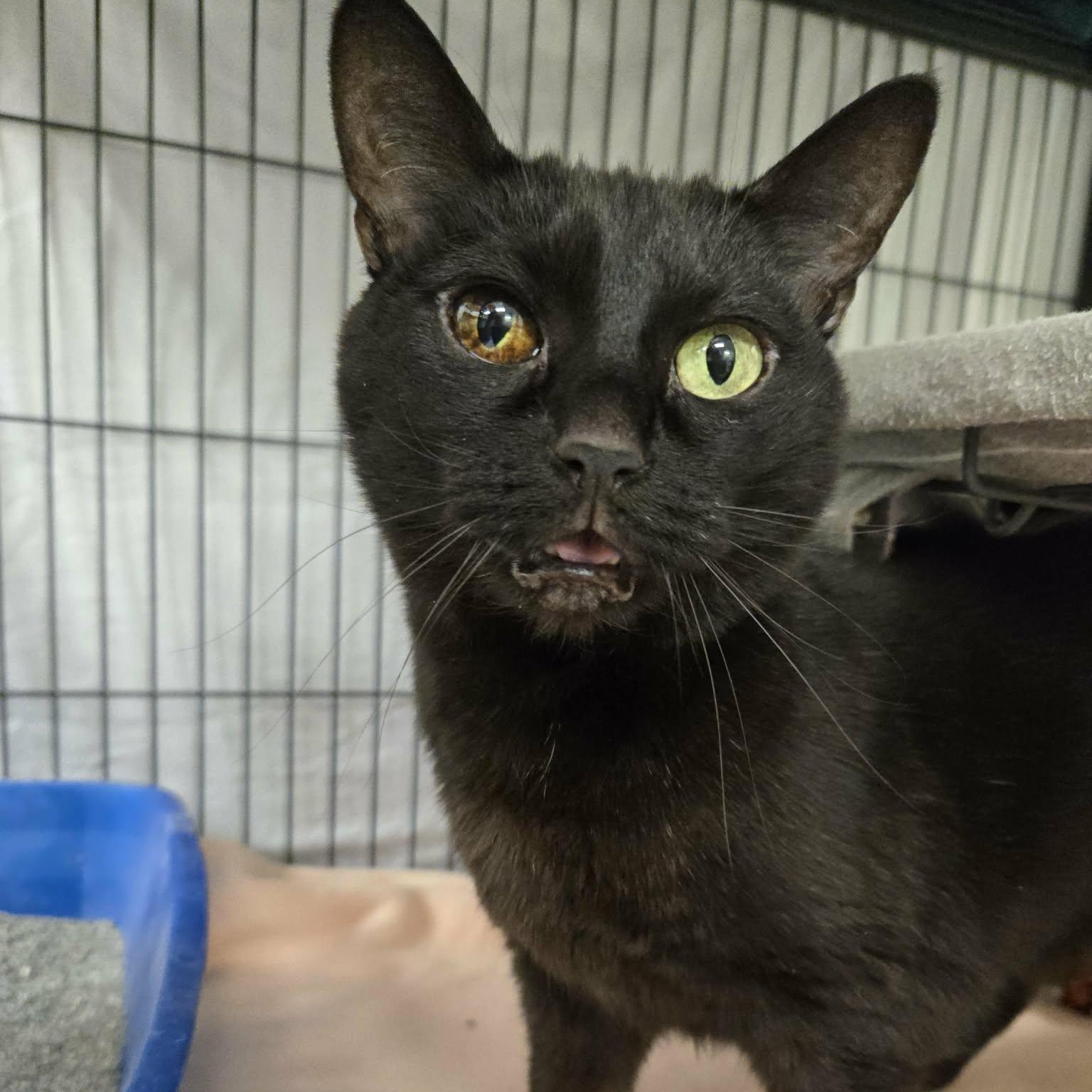 Jem, ADOPTABLE, Adult Female Domestic Short Hair.