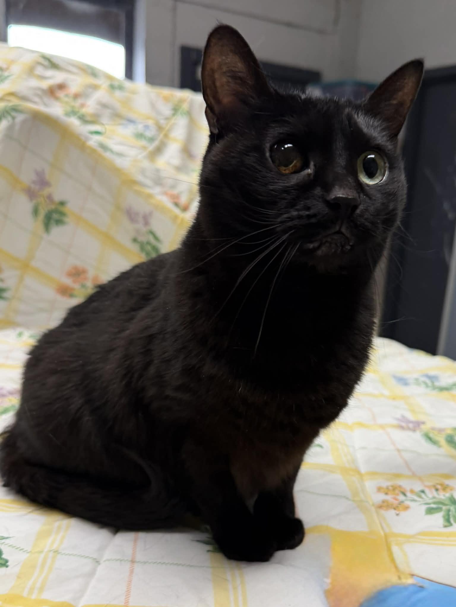 Enlarge Jem, a ADOPTABLE Domestic Short Hair in Martinsville, IN image 2/2