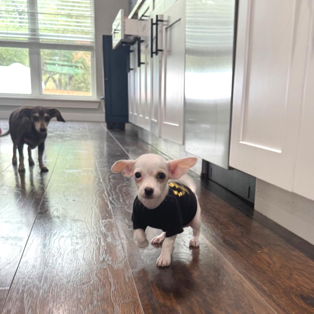 Enlarge Cheeewaaawaa_2, a Adoptable Chihuahua in Austin, TX image 1/1