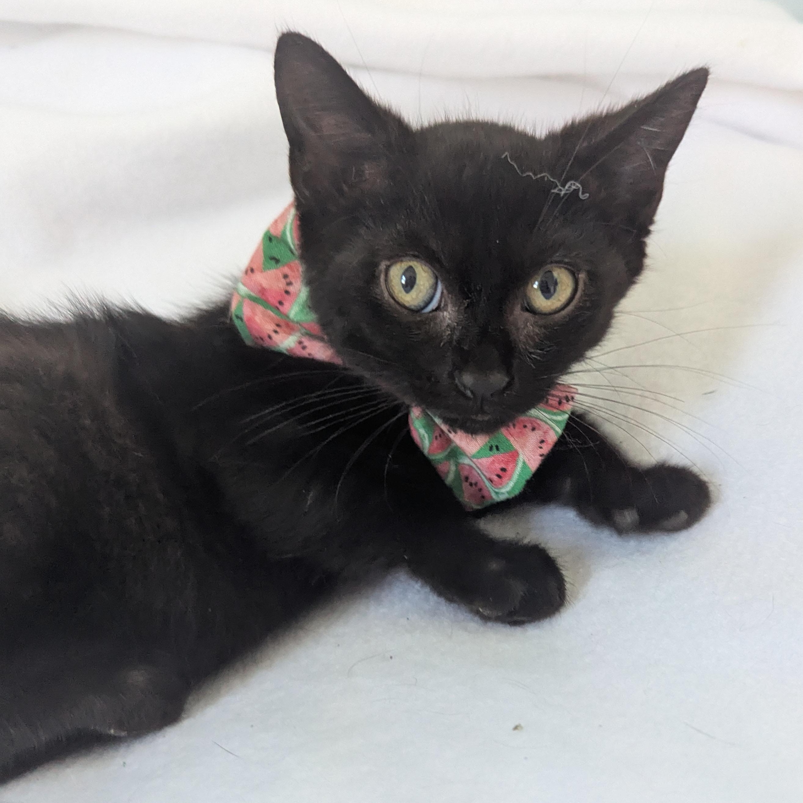 Enlarge Noodle, a ADOPTABLE Domestic Medium Hair in Haddon Heights, NJ image 4/4