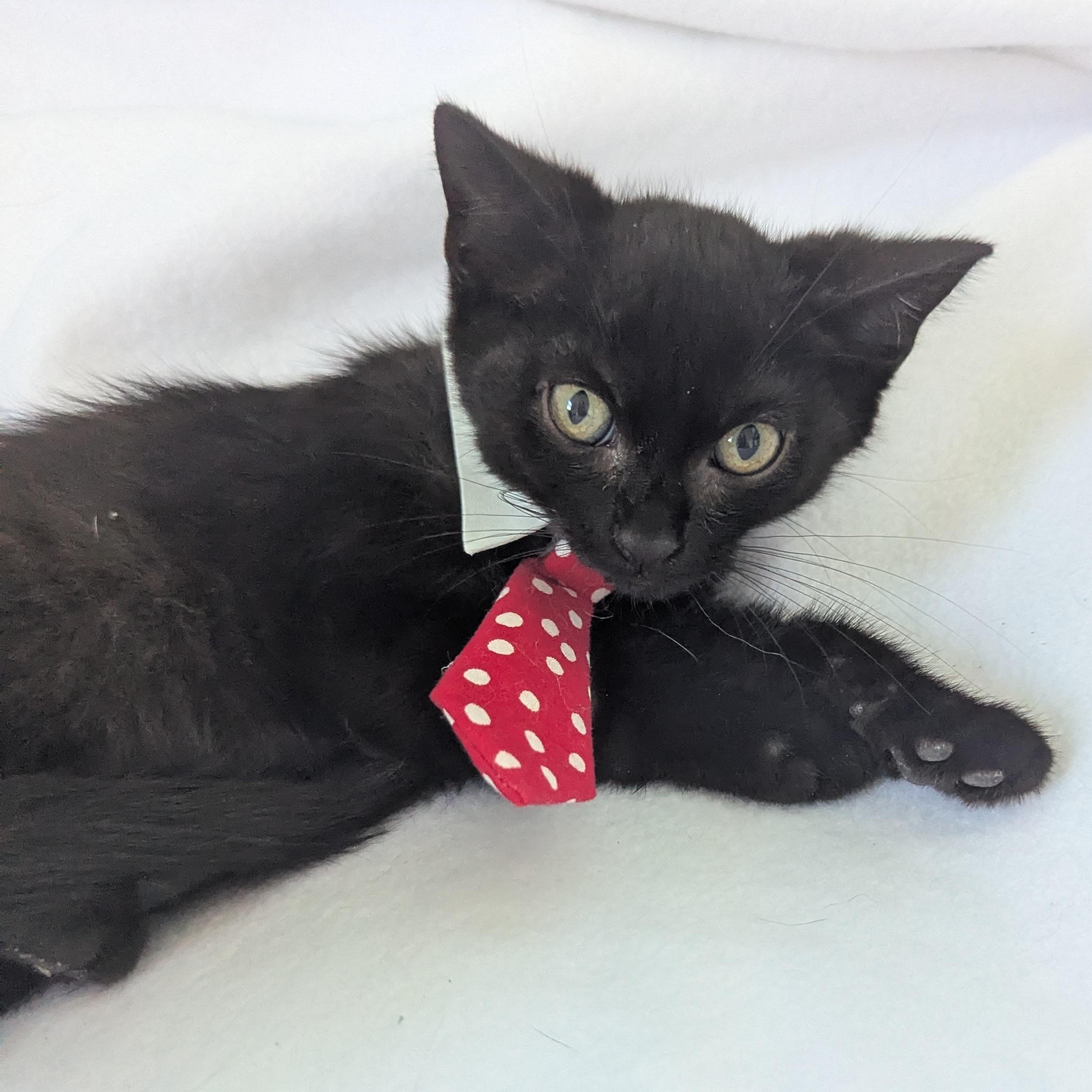 Enlarge Noodle, a ADOPTABLE Domestic Medium Hair in Haddon Heights, NJ image 2/4