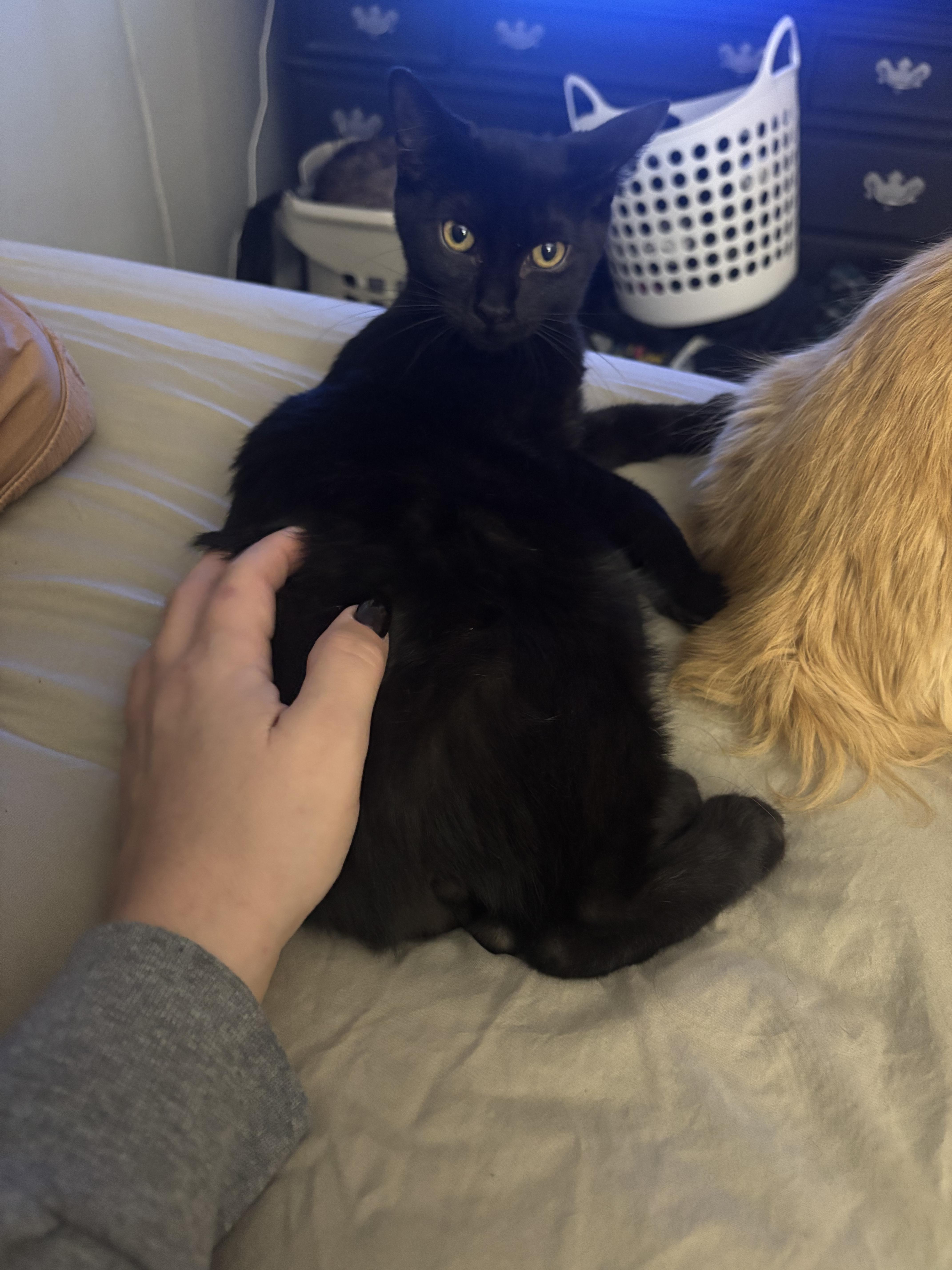 Enlarge Noodle, a Adoptable Domestic Medium Hair in Haddon Heights, NJ image 5/6