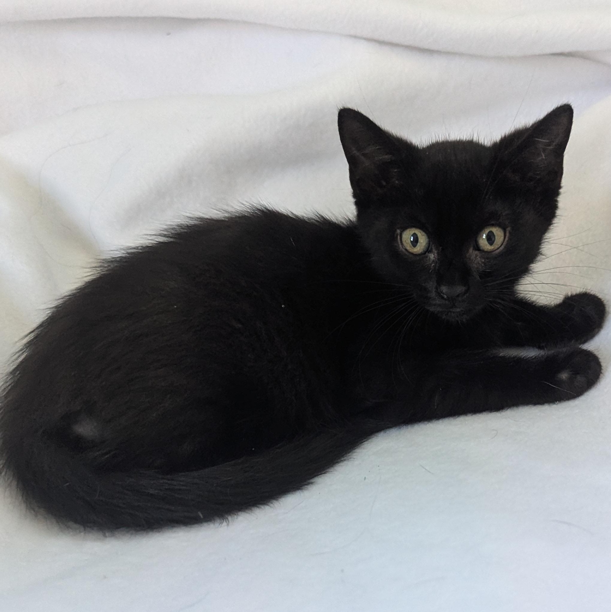 Enlarge Noodle, a ADOPTABLE Domestic Medium Hair in Haddon Heights, NJ image 1/4