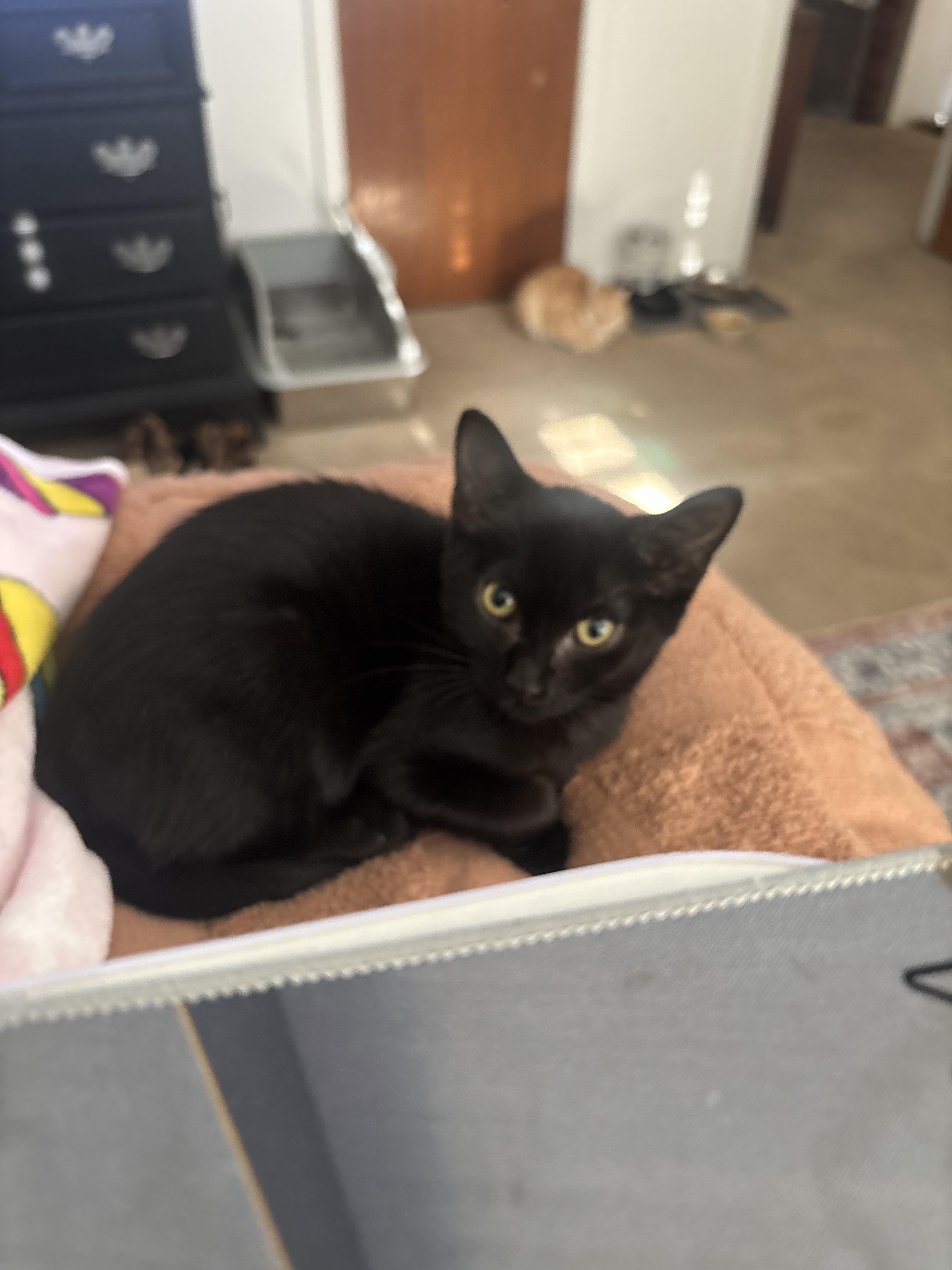 Enlarge Noodle, a Adoptable Domestic Medium Hair in Haddon Heights, NJ image 6/6