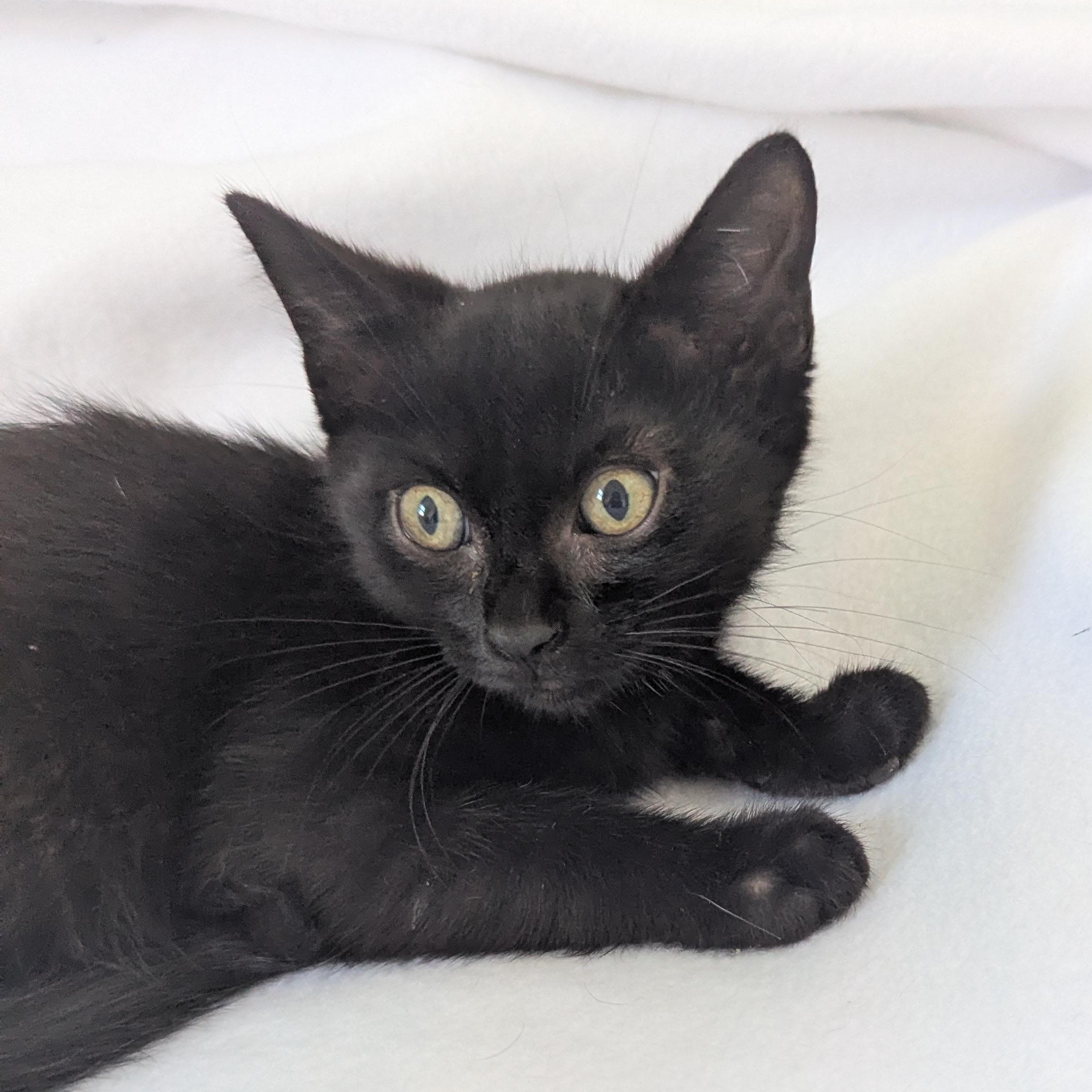 Enlarge Noodle, a ADOPTABLE Domestic Medium Hair in Haddon Heights, NJ image 3/4