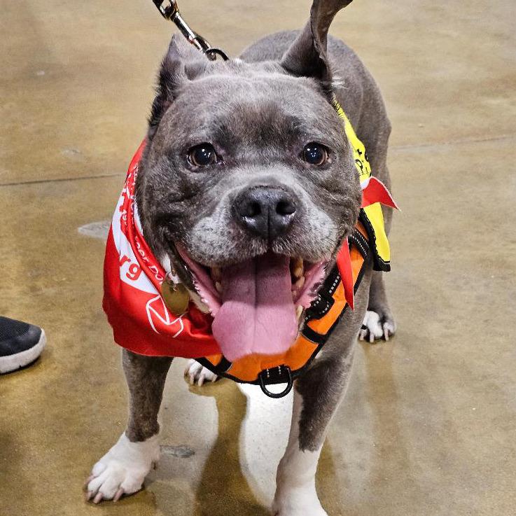 Enlarge Penelope AB, a Adoptable mixed breed in Fairfax, VA image 1/6