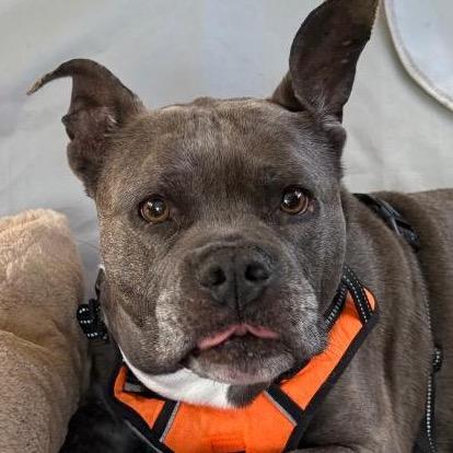 Enlarge Penelope AB, a Adoptable mixed breed in Fairfax, VA image 2/6