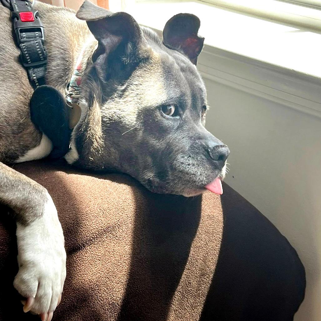 Enlarge Penelope AB, a Adoptable mixed breed in Fairfax, VA image 3/6
