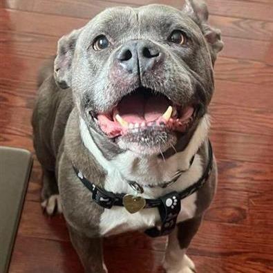 Enlarge Penelope AB, a Adoptable mixed breed in Fairfax, VA image 2/2