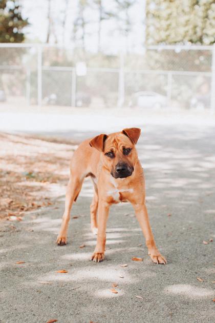 91890a Hue, Adoptable, Adult Male Retriever & Mixed Breed.