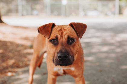 Enlarge 91890a Hue, a Adoptable mixed breed in North Charleston, SC image 2/3