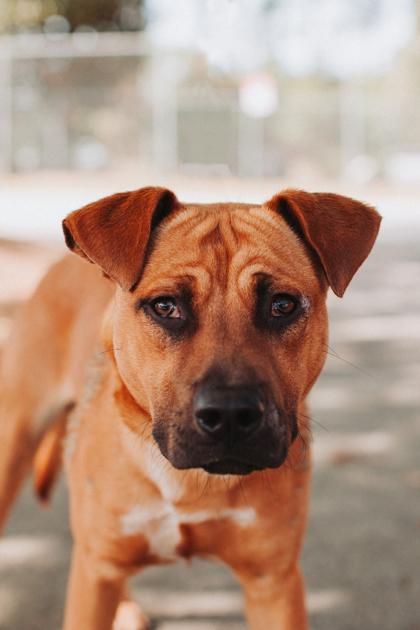 Enlarge 91890a Hue, a Adoptable mixed breed in North Charleston, SC image 3/3