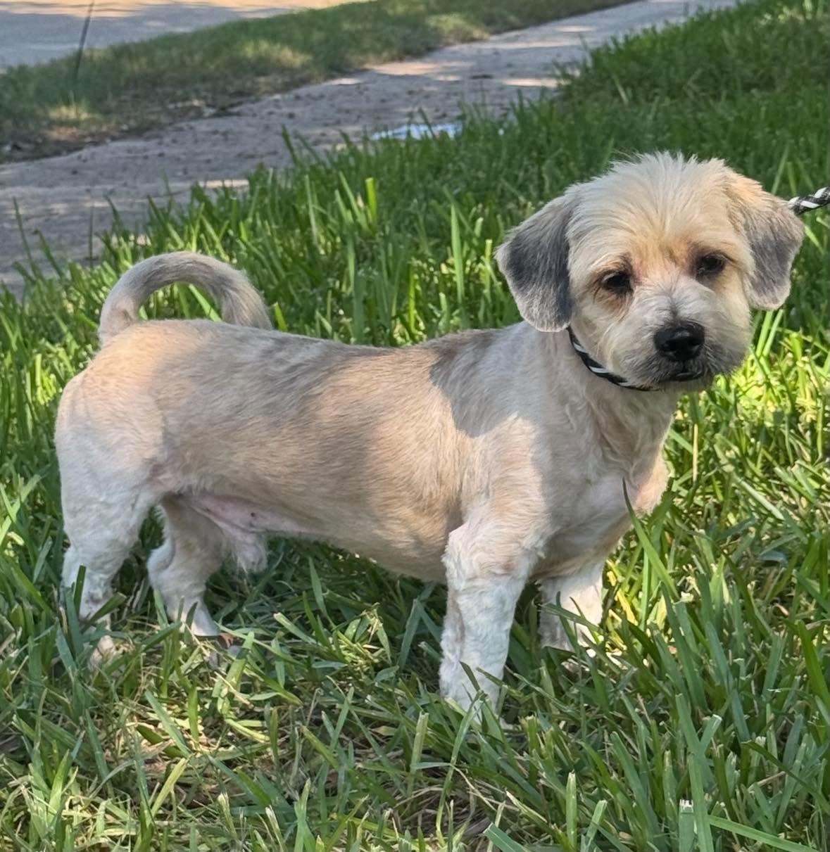 Enlarge Monkey, a Adoptable mixed breed in Allen, TX image 2/5